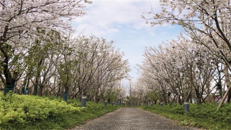 阡陌之美、田園之趣——簡析杉木路綠帶景觀設(shè)計項(xiàng)目